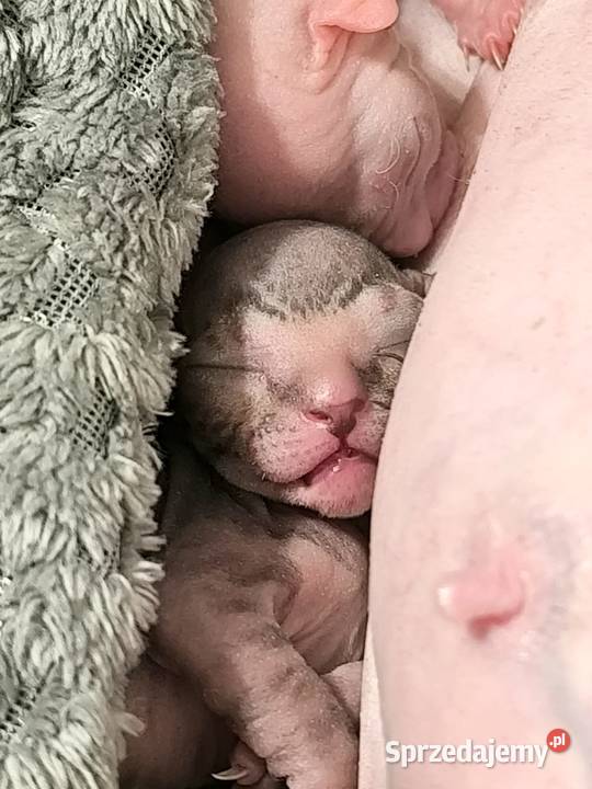 Kot Sfinks wielkopolskie Stęszew sprzedam