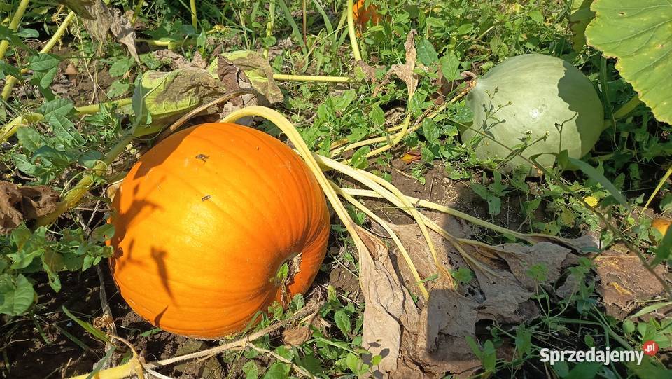 Dynia bez oprysków i nawozów Nelson Halloween Kołaczyce
