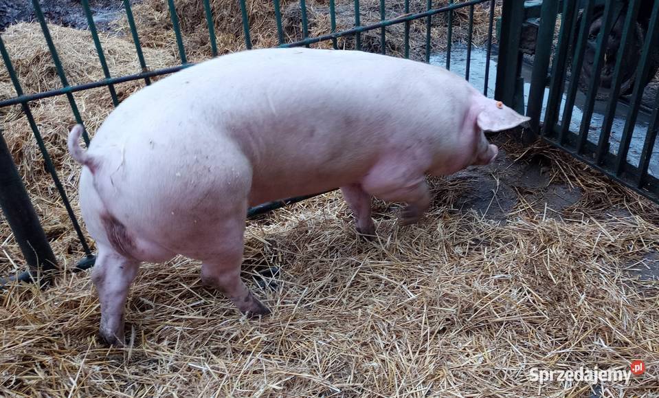 Knurki knury młode knurki Strzałkowo