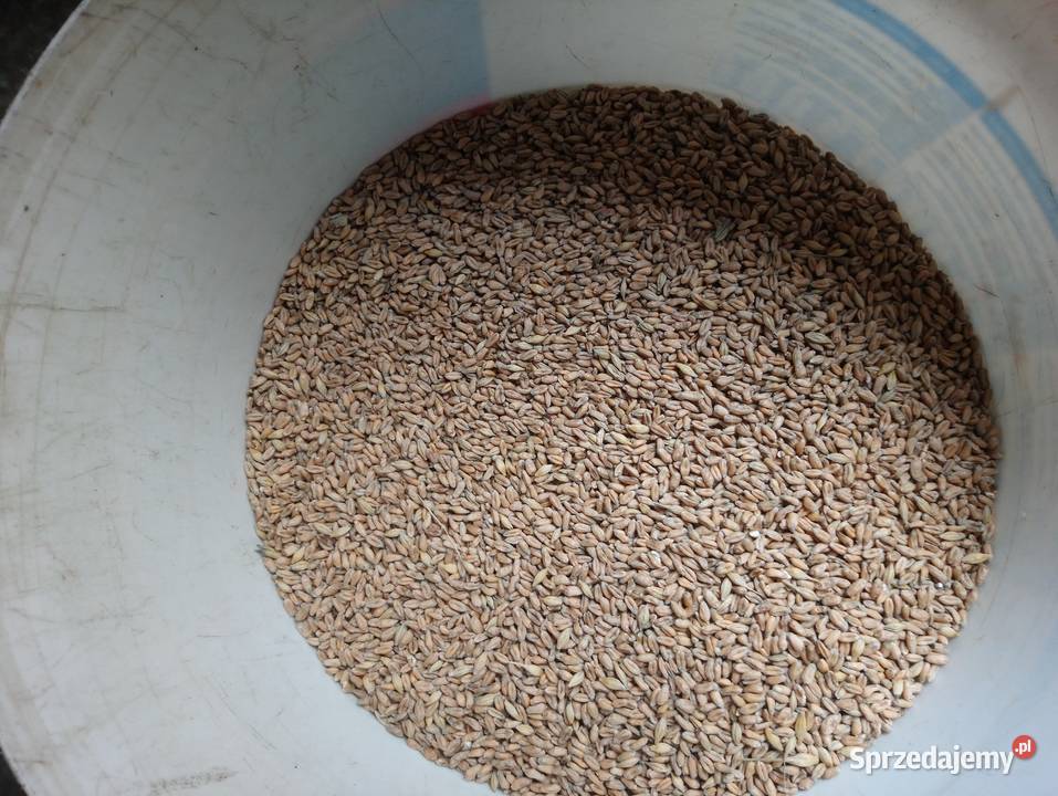 Pszenica elokogiczna jara Monsun Produkcja roślinna świętokrzyskie Bukowa