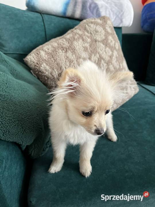 szpic miniaturowy suczka Skalbmierz