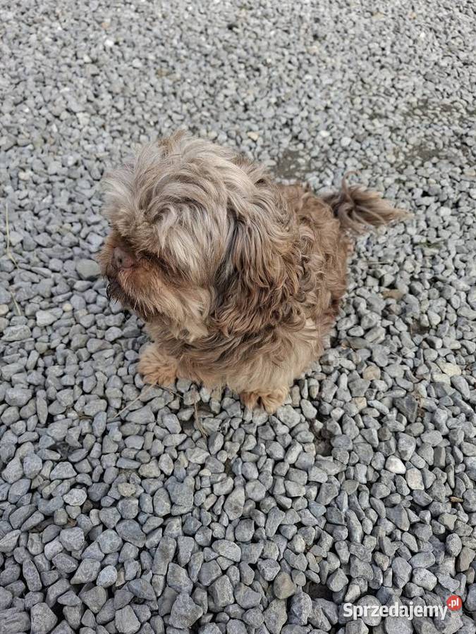 Shih tzu piesek dorosły czekoladowy wykastrowany Rzeszów sprzedam