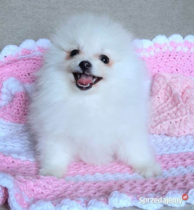 Piekna suczka szpic miniaturowy pomeranian Szpic miniaturowy Pabianice