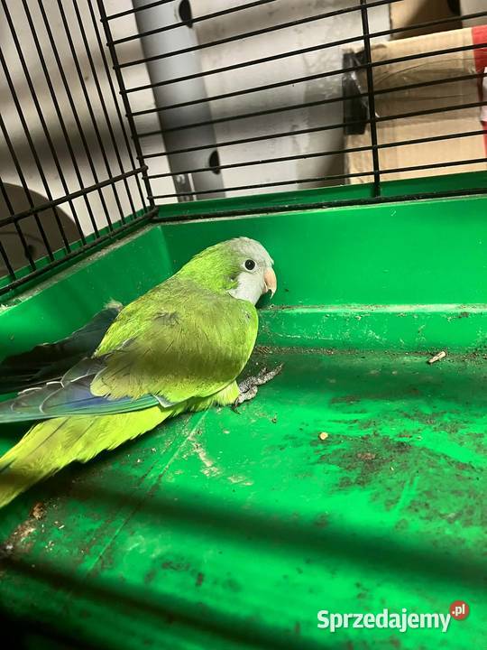 Mnich nizinna Tczyca