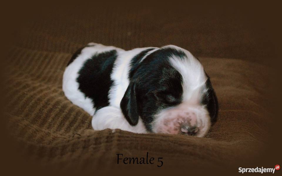 Szczenięta Springer Spaniel Angielski ZKwP Golina