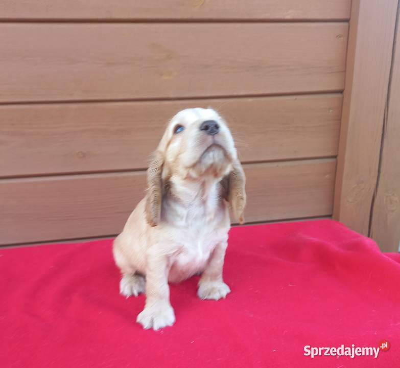 Cocker Spaniel Angielski Suczka Psy Jutrosin