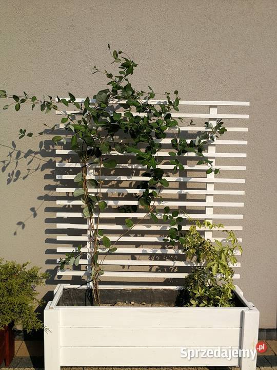 Donice drewniane RÓŻNE MODELE Warszawa