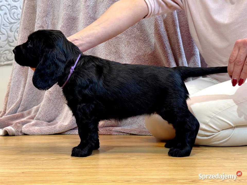 Field spaniel Kraków sprzedam
