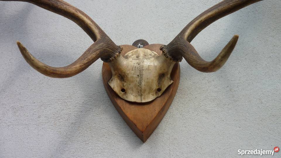 PorożeRogi JeleniaDanielabyka STAN IDEALNY Pszczyna