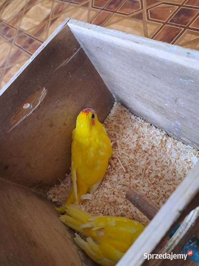 będę miał na sprzedaż papugi kozy Wawrzeńczyce