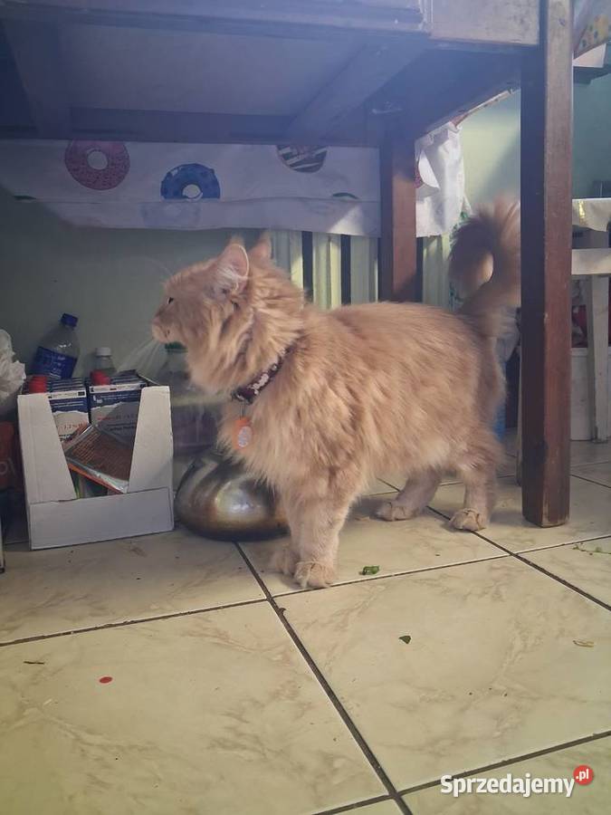 Maine coon kocica Sandomierz