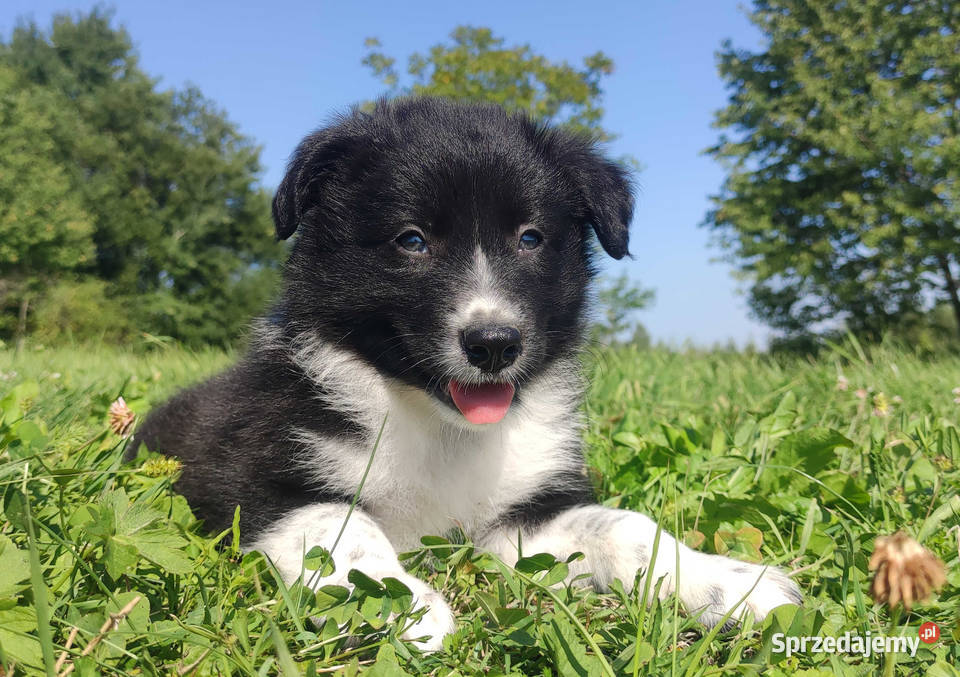 BORDER COLLIE czystej krwi z Hodowli Rasowy pies Iwonicz sprzedam