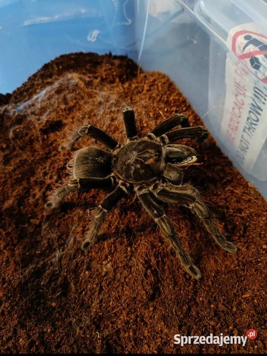 Pamphobeteus machalla Myślenice