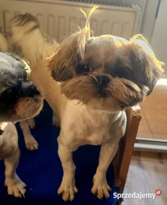 Shih Tzu śliczna tri color Wszystkie szczepienia Częstochowa