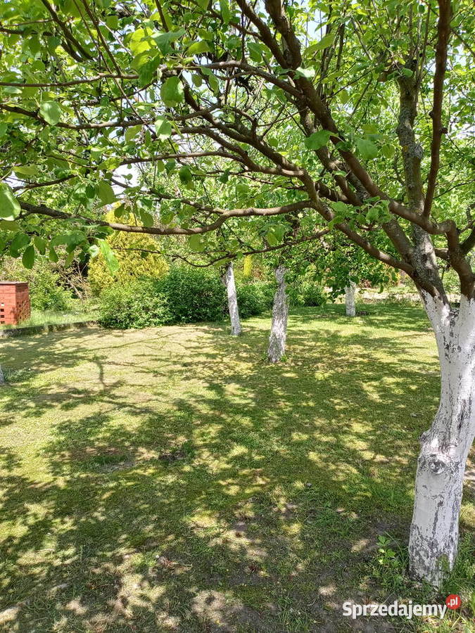 DZIAŁKA ROD Sprzedam Śrem