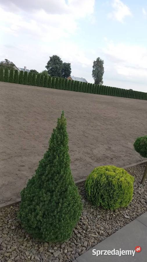 Zakładanie trawnika siew trawy mikrokoniczyny Abramów