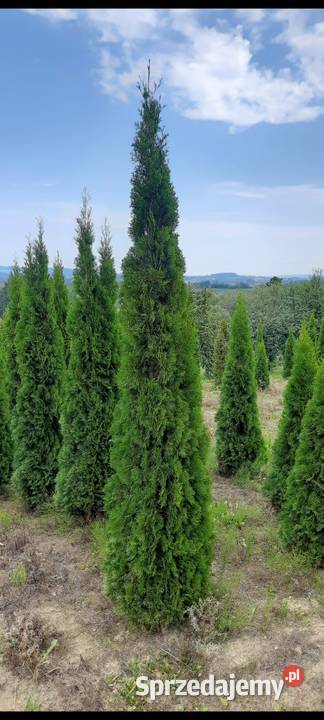 Thuja Szmaragd 140250 Tuja Szmaragd Tuja kopana Grywałd