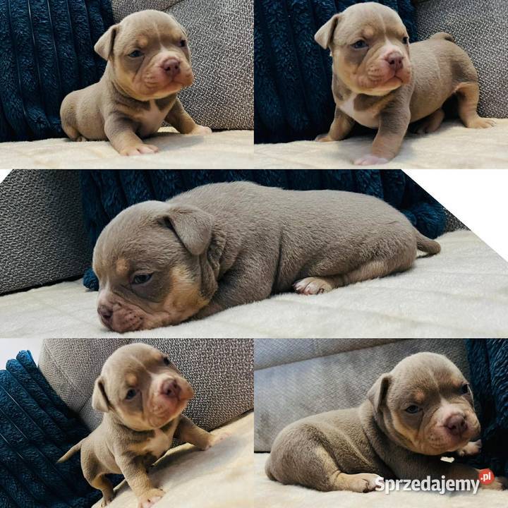 American bully ABKC Piotrków Kujawski sprzedam