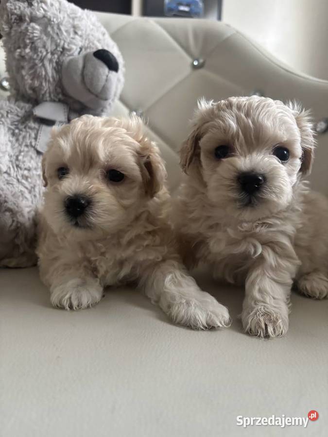 Maltipoo Sunia F1 Częstochowa sprzedam