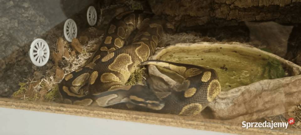 Pyton królewski regius z terrarium Łódź