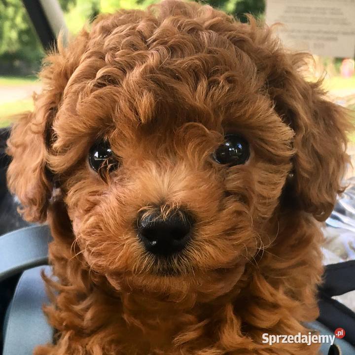 Sliczne pudel pudelki Toy i mini Oława