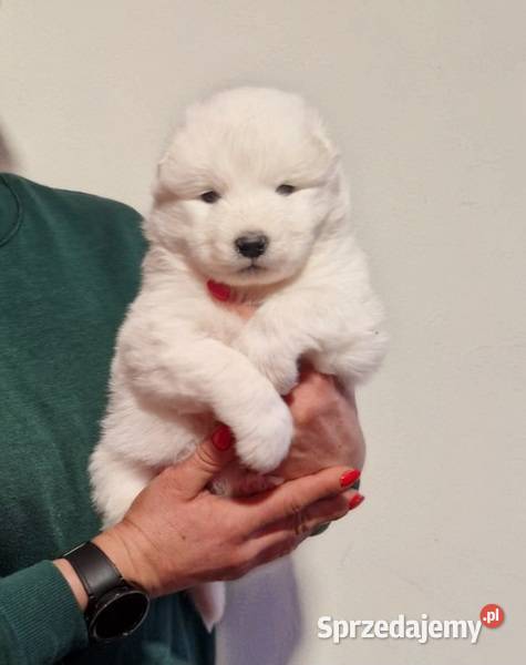 Rasowe szczeniaczki Samoyed Hodowla Pola Pozostałe Iława