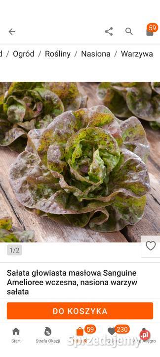 Salata lodygowa nasiona świata 30 gatunkow Kraków