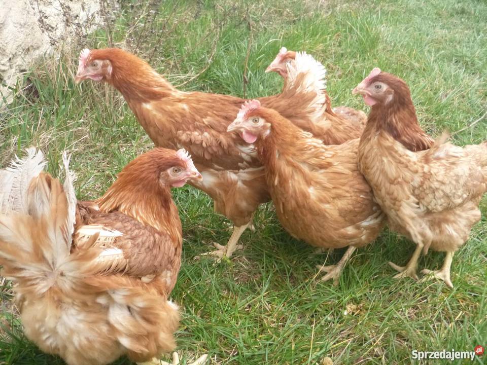 kury towarowe i ogólnoużytkowe Grodzisk Wielkopolski sprzedam