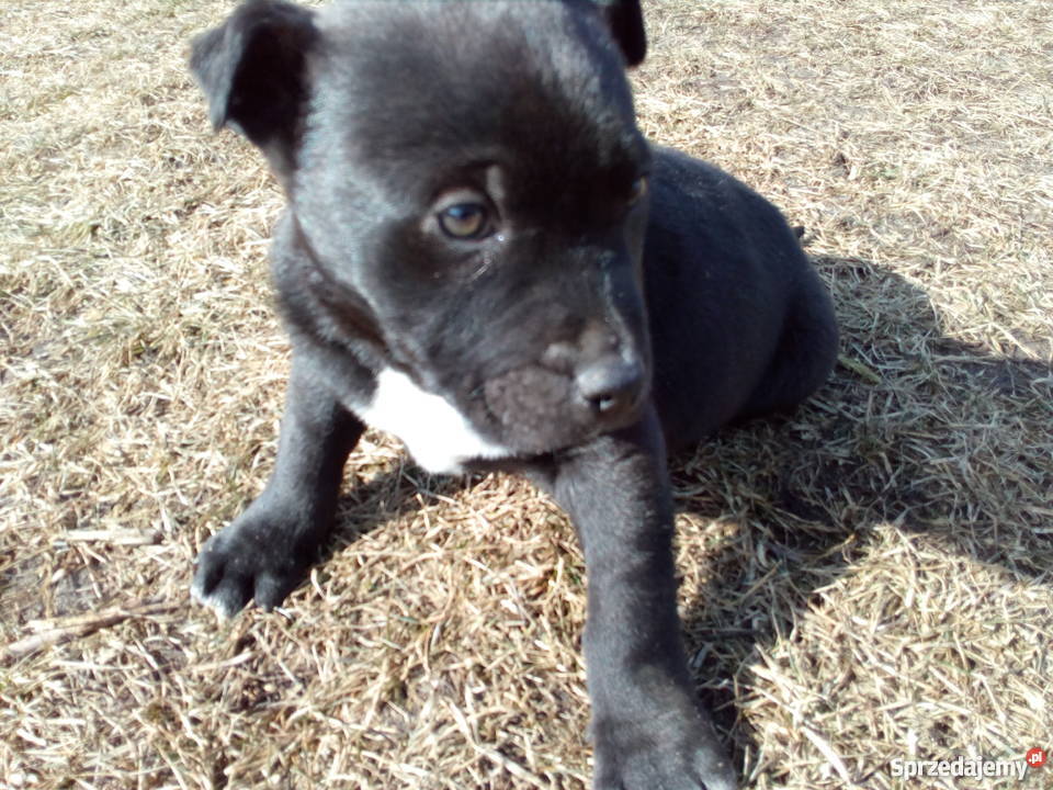 Sprzedam szczeniaka mieszańca labradora z pit śląskie