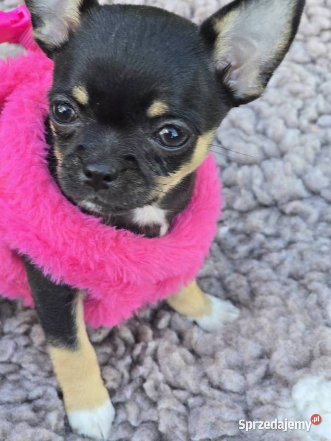 Chihuahua Czarna podpalana