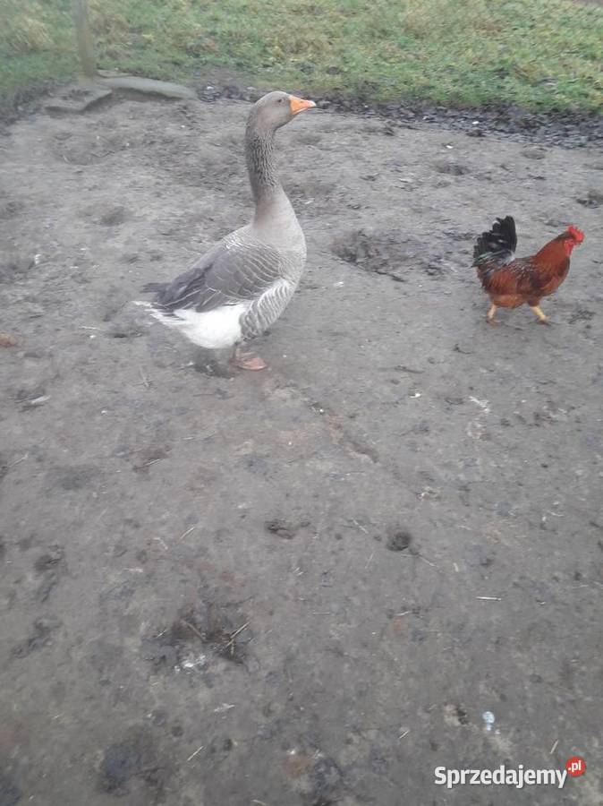 Perliczki zwykle i gasior landes Wiślica