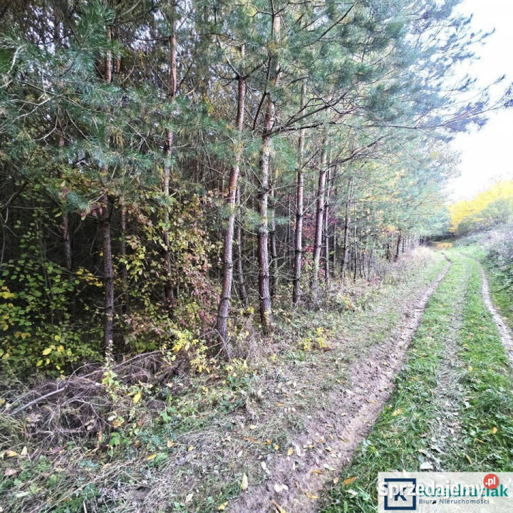 Działka 57900m2 Wolica