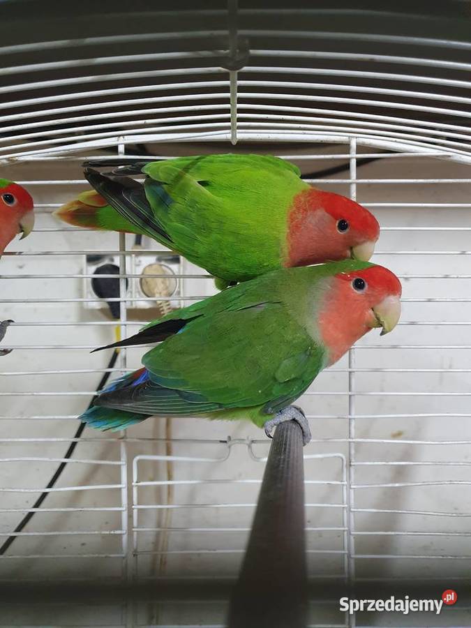 Sprzedam papugi nierozłączki czerwonoczelne Żabno