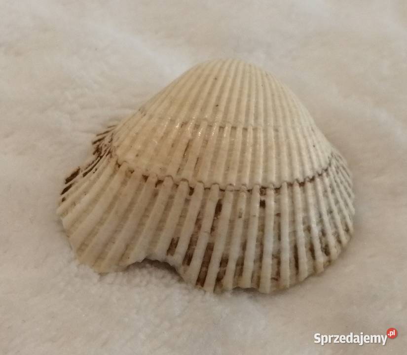 Muszla 32 65 Kreatywne śląskie Czeladź sprzedam