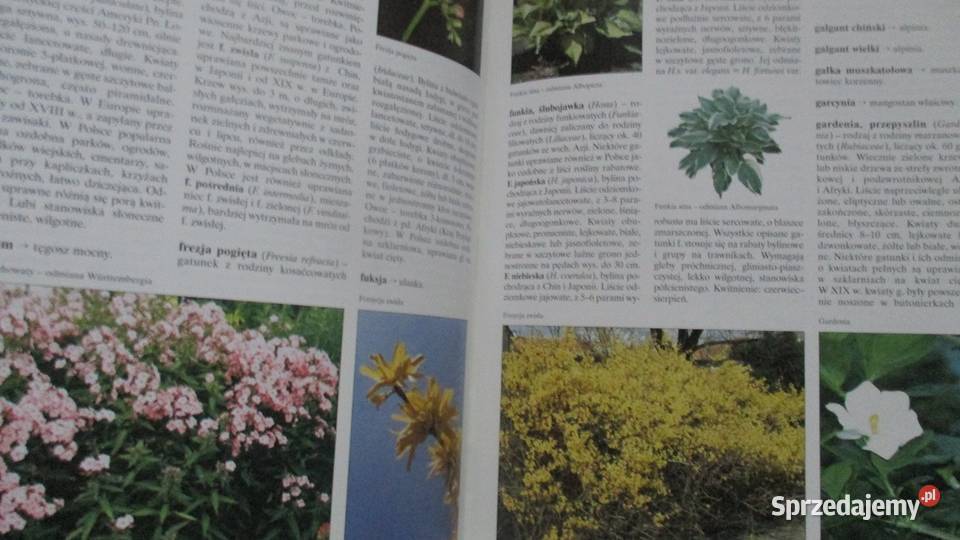 Kwiaty w mieszkaniuNasza przyrodaLeksykon roslin przyroda, krajobrazy