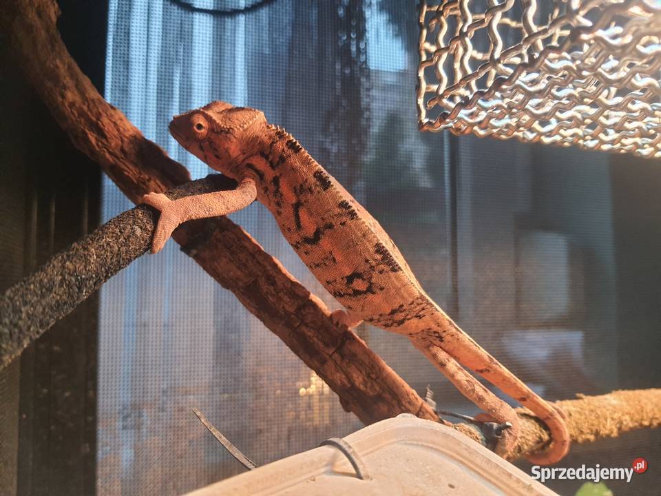 sprzedam kameleona lamparci samiczka kujawsko-pomorskie Lubień Kujawski