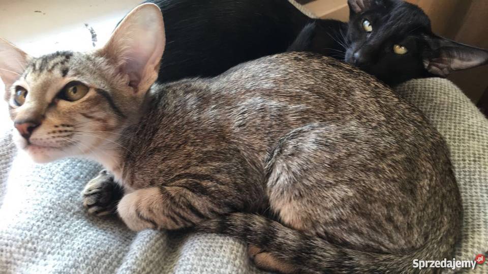 Kocięta orientalne Gdańsk sprzedam