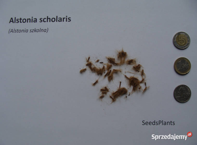 ALSTONIA SZKOLNA Alstonia scholaris NASIONA 3000 Lubanie