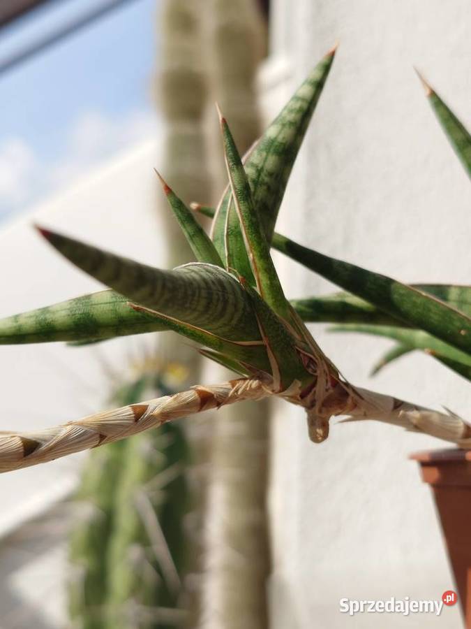 Sansevieria ballyi odrost z rozłogiem karłowata