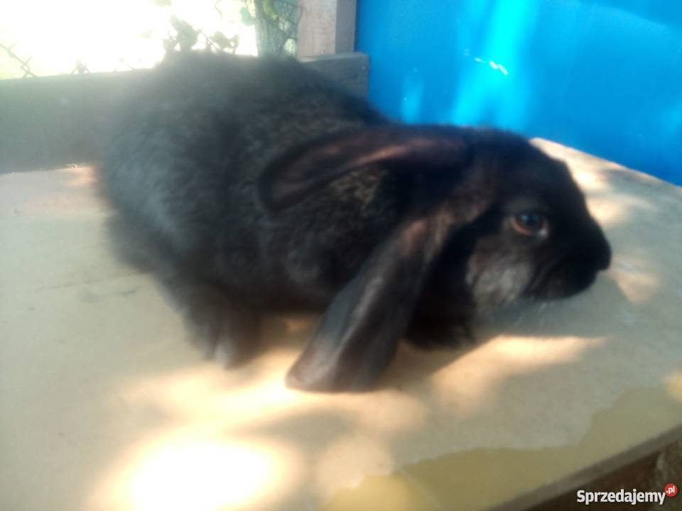 Króliki Hodowlane SPRZEDAM 7 królików Brodnica