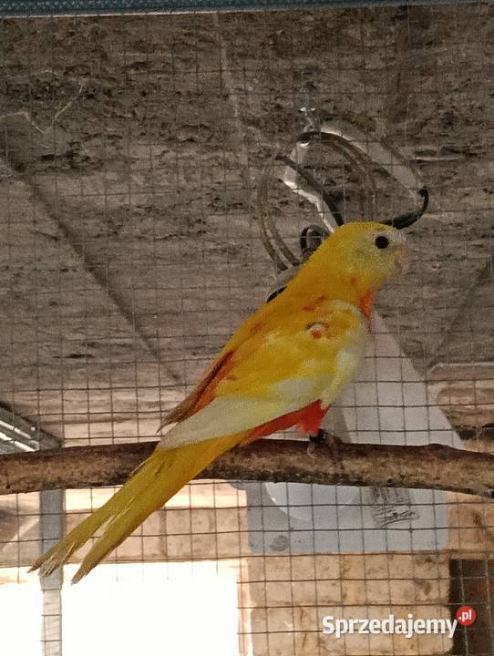 Łąkówka turkusowa samica