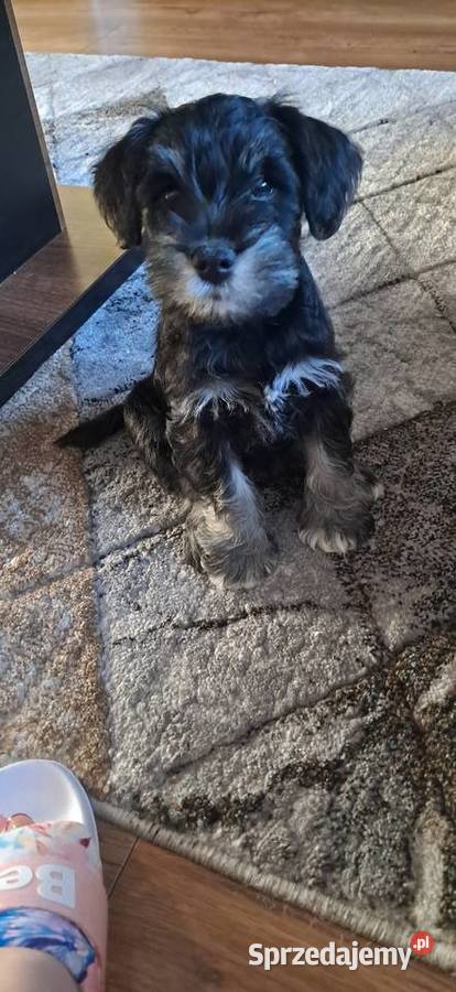 Sznaucer miniaturowy Słupca sprzedam