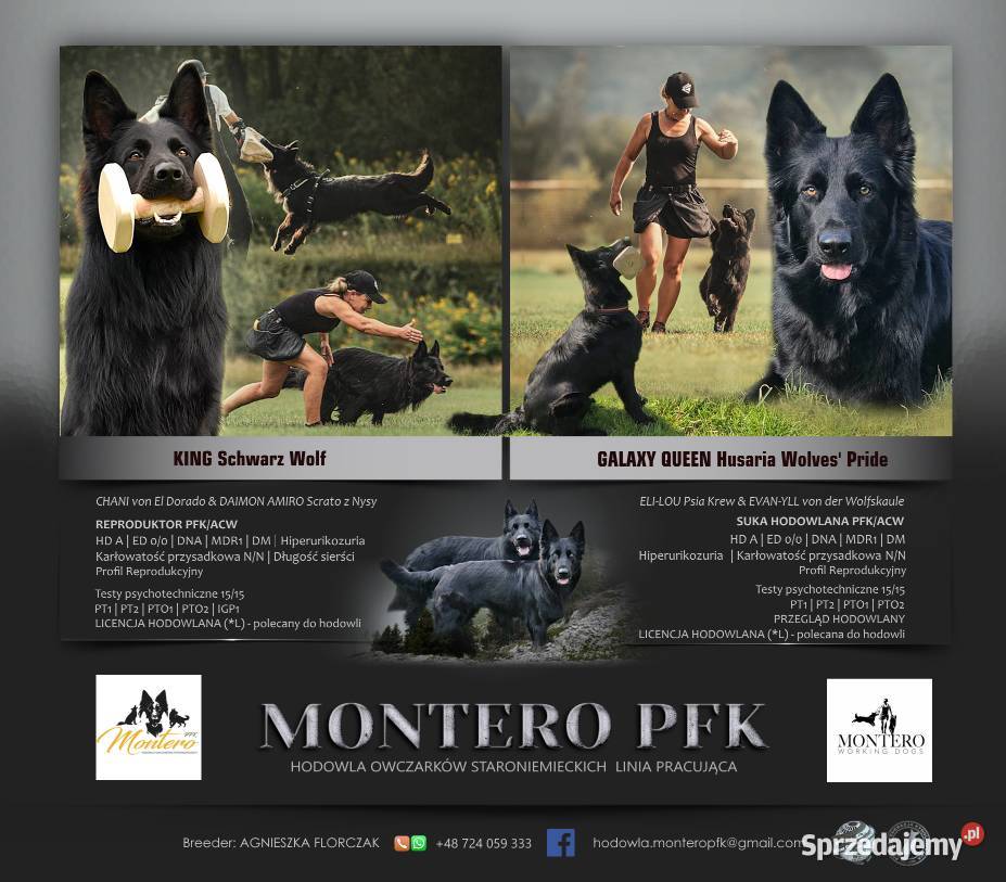 Owczarki Staroniemieckie czarne szczeniaczki Puławy