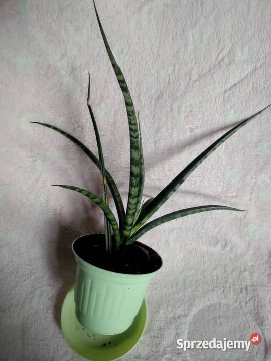 sansevieria roślina doniczkowa Liściaste Łódź