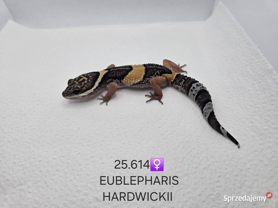 Eublepharis hardwickii gekon Zawiercie