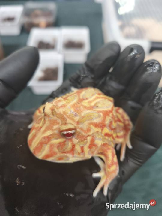 żaba rogata strawberry roczny osobnik Wałbrzych sprzedam