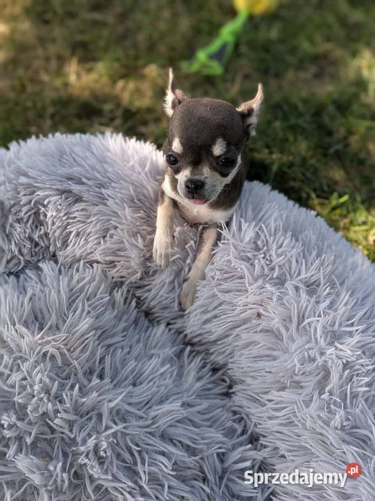 Chihuahua suczka xxs sprzedam