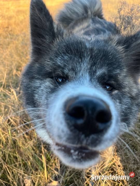 Ostatnia Japońska Akita Inu Okazja Międzychód