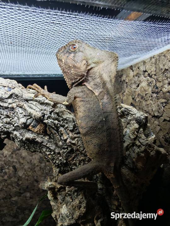 Legwan hełmiasty Gady i płazy Oława