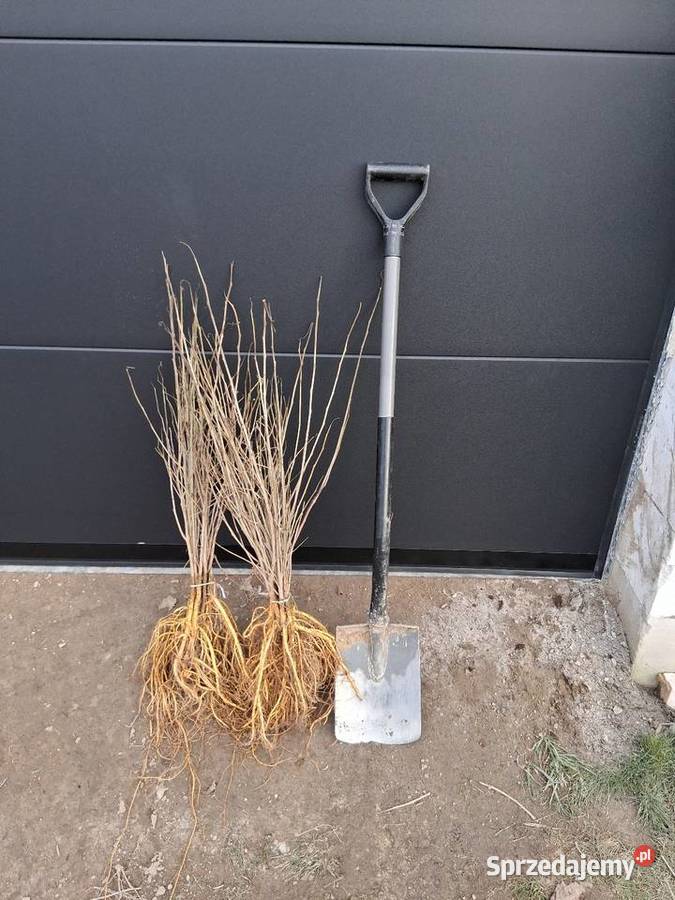 Morwa białą czarna wysylka Chrząchów